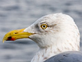 Herring Gull
