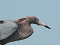Richard Becker's Birds of Texas