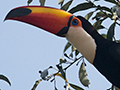 The Birds of Brazil and Argentina and Other Brazilian and Argentine Images by Richard L. Becker