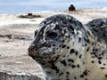 See Richard Becker's Images of Butterflies, Whales, Seals, and Other Critters