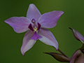 Purple Flowers, Kitulgala, Sri Lanka