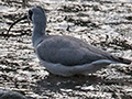 Ibisbill, India