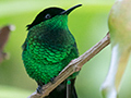 Streamertail (Black-billed Streamertail), A Jamaican Endemic, Goblin Hill, San San, Jamaica