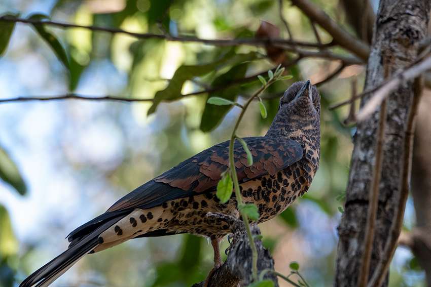 Cuckoo-roller, Ankarafantsika NP, Madagascar
