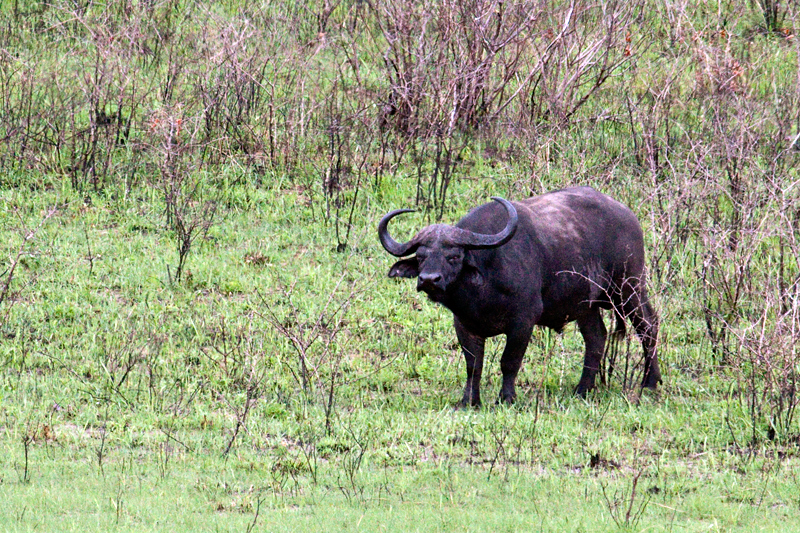 African Buffalo, Cape Vidal, iSimangaliso Wetland Park, KwaZulu-Natal, South Africa