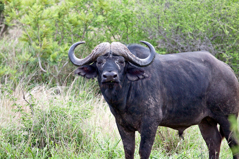 African Buffalo, En Route Skukuza to Olifant's Rest Camp, Kruger National Park, South Africa