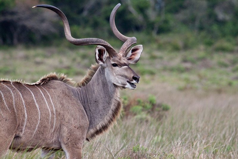 Greater Kudu, Cape Vidal, iSimangaliso Wetland Park, KwaZulu-Natal, South Africa