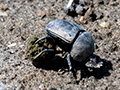 Dung Beetle, Big Marsh, Ndutu Area, Tanzania