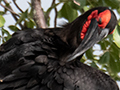 Southern Ground-Hornbill, Game Drive, Tarangire NP, Tanzania
