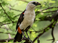 White-headed Buffalo-Weaver, Lemiani Circuit, Tarangire NP, Tanzania