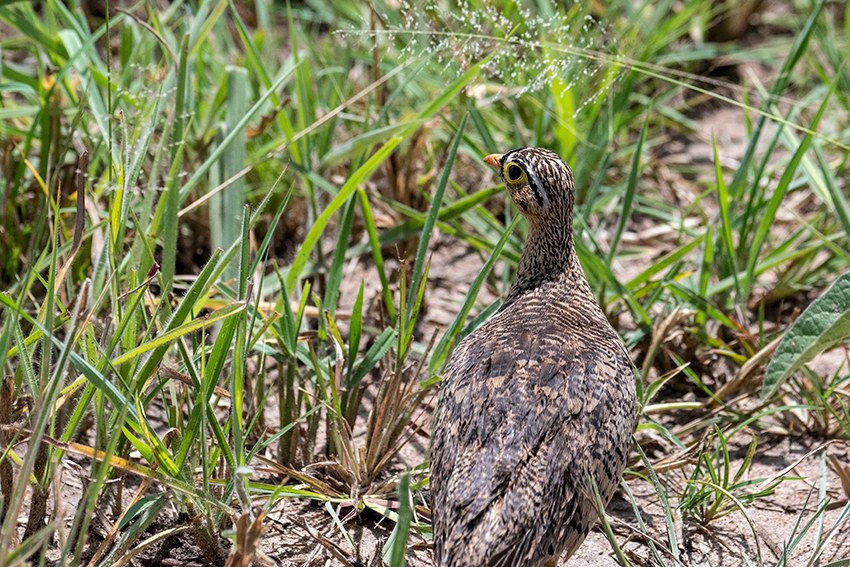 Black-faced Sandgrouse, Lemiani Circuit, Tarangire NP, Tanzania