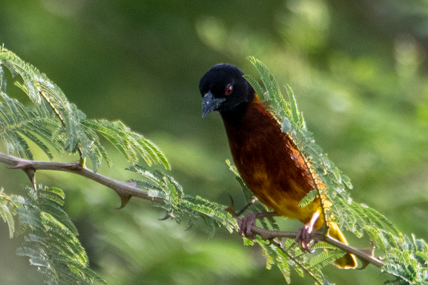 Golden-backed Weaver, en route Arusha National Park, Tanzania