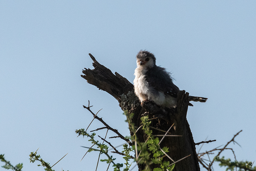  Pygmy Falcon, Seronera Area, Serengeti NP, Tanzania